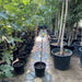 Fig Tree yellow1.5 - 2.0m - Greensouq - 