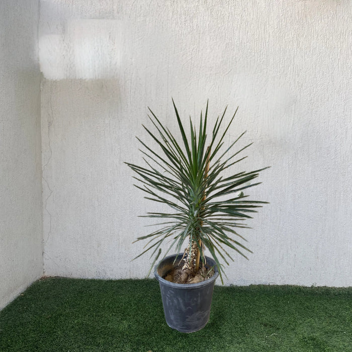 Yucca Filifera "Yucca Aloifolia"