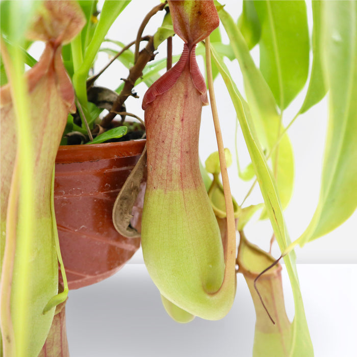 Nepenthes or Monkey Jar