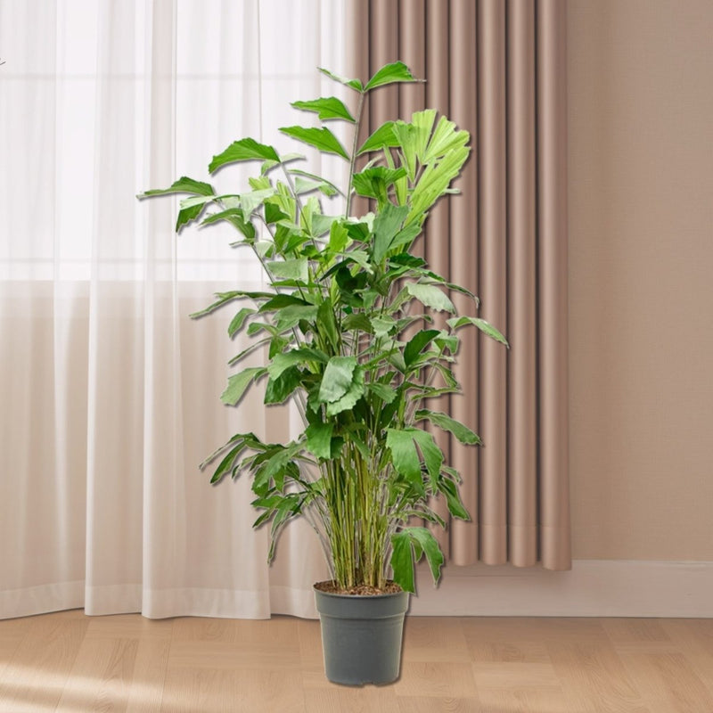 Fishtail palm 120 - 140cm - Greensouq - 