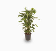 Fishtail palm 120 - 140cm - Greensouq - 