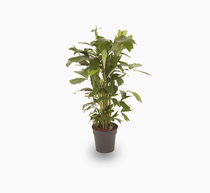 Fishtail palm 120 - 140cm - Greensouq - 