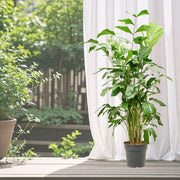 Fishtail palm 120 - 140cm - Greensouq - 