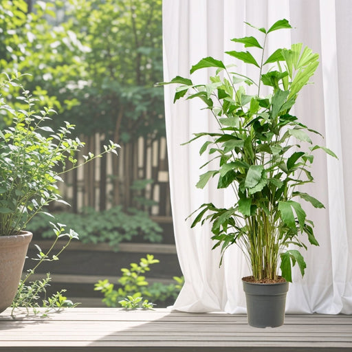 Fishtail palm 120 - 140cm - Greensouq - 