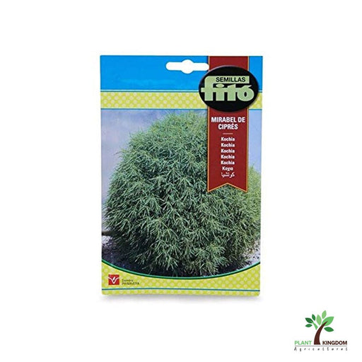 Fito Kochia Plant Seeds - Greensouq - 
