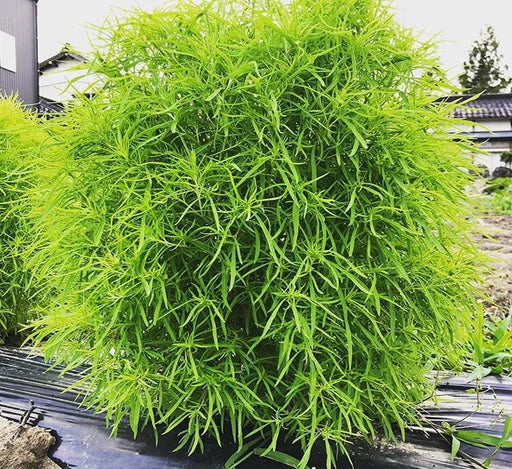 Fito Kochia - Summer Cypress - Greensouq - 