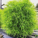 Fito Kochia - Summer Cypress - Greensouq - 