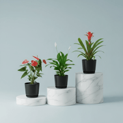 Flowering Mix Set (Spathiphyllum | Anthurium | Guzmania ) - Greensouq - 