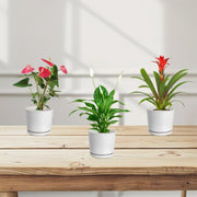 Flowering Mix Set (Spathiphyllum | Anthurium | Guzmania ) - Greensouq - 