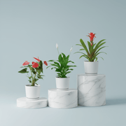 Flowering Mix Set (Spathiphyllum | Anthurium | Guzmania ) - Greensouq - 