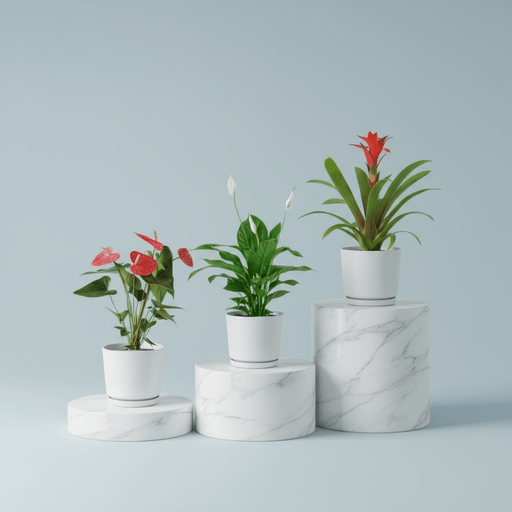 Flowering Mix Set (Spathiphyllum | Anthurium | Guzmania ) - Greensouq - 