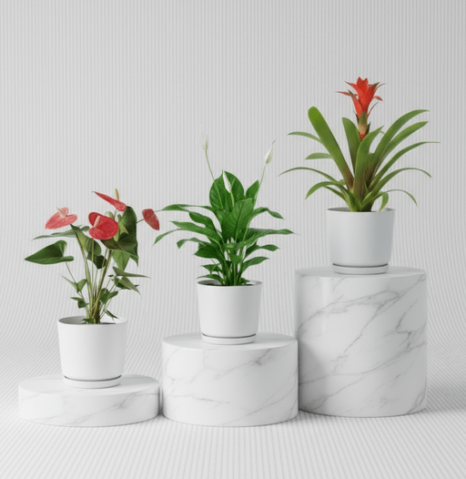 Flowering Mix Set (Spathiphyllum | Anthurium | Guzmania ) - Greensouq - 