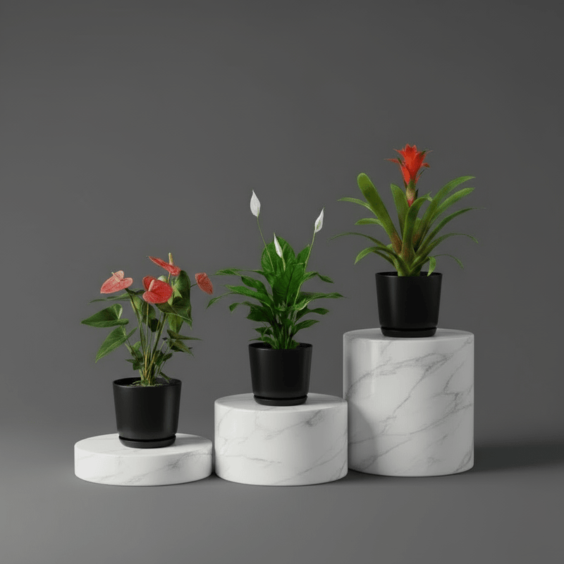 Flowering Mix Set (Spathiphyllum | Anthurium | Guzmania ) - Greensouq - 