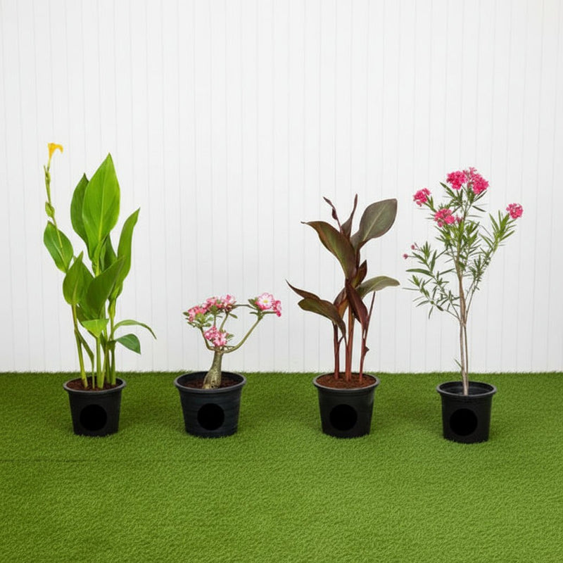 Flowering Plant Bundle (1x Desert Rose 1x Canna Green 1x Canna Red 1x oleander) - Greensouq - 