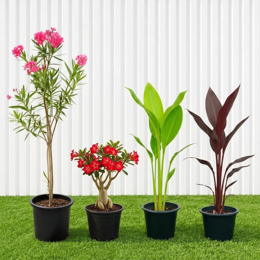 Flowering Plant Bundle | UAE's Vibrant Garden Collection! - Greensouq - outdoor