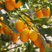 Fortunella margarita Tree "Kumquat" 1.5 - 1.8m - Greensouq - 
