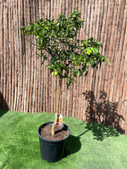 Fortunella margarita Tree "Kumquat" 1.5 - 1.8m - Greensouq - 