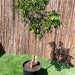 Fortunella margarita Tree "Kumquat" 1.5 - 1.8m - Greensouq - 