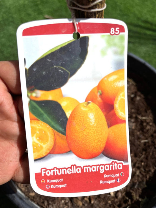 Fortunella margarita Tree "Kumquat" 1.5 - 1.8m - Greensouq - 
