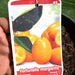 Fortunella margarita Tree "Kumquat" 1.5 - 1.8m - Greensouq - 