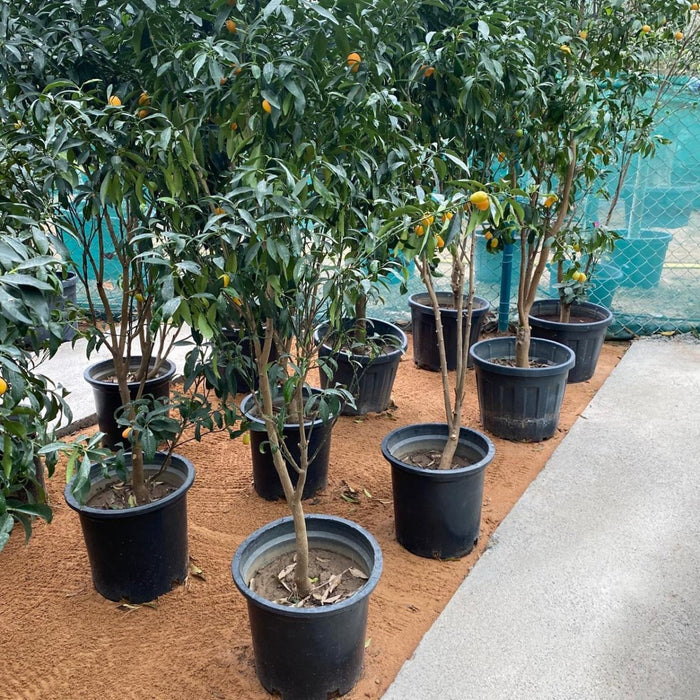 Fortunella margarita Tree "Kumquat" 1.5 - 1.8m - Greensouq - 