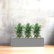4x Jatropha in Rectangular Fiber Glass Planter (GRP) (70x30x30cm) - Greensouq -