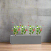 4x Jatropha in Rectangular Fiber Glass Planter (GRP) (70x30x30cm) - Greensouq -