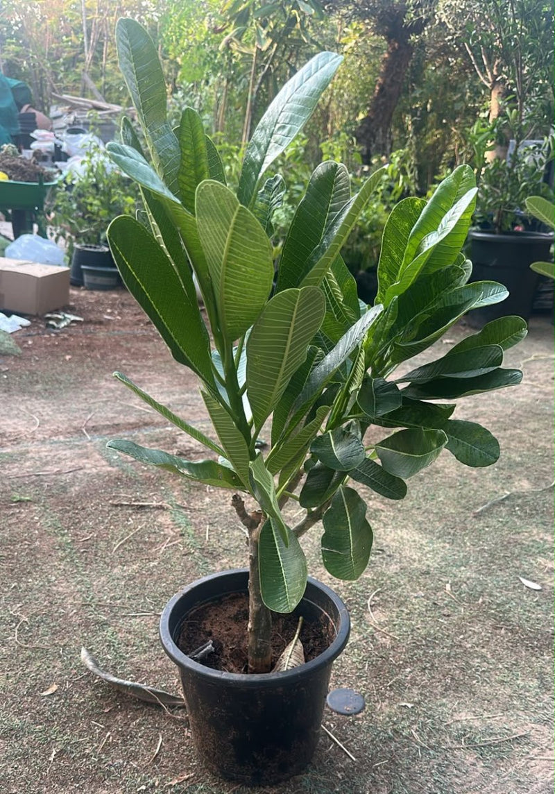 Frangipani - Temple Tree (Plumeria Obtusa) | Dubai's Waxy White Blooms! - Greensouq -
