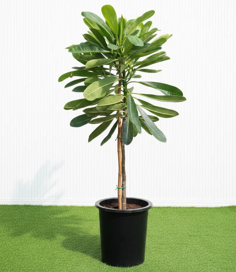 Frangipani - Temple Tree (Plumeria Obtusa) | Dubai's Waxy White Blooms! - Greensouq - 