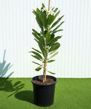 Frangipani - Temple Tree (Plumeria Obtusa) | Dubai's Waxy White Blooms! - Greensouq -