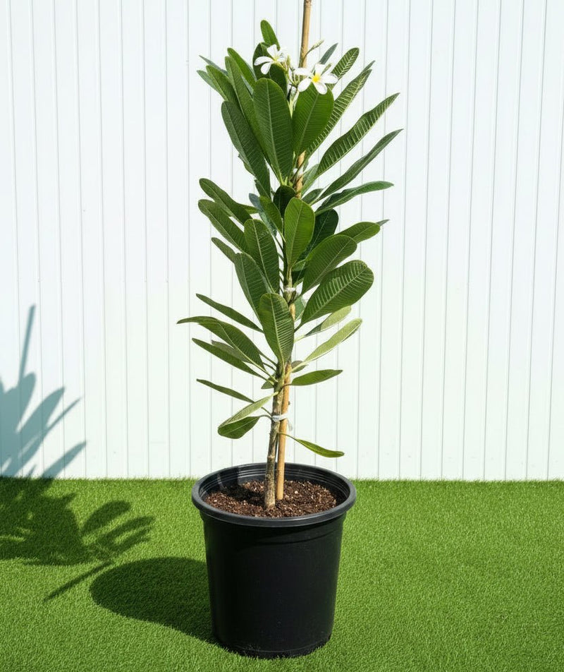 Frangipani - Temple Tree (Plumeria Obtusa) | Dubai's Waxy White Blooms! - Greensouq -