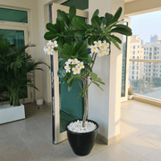 Frangipani - Temple Tree (Plumeria Obtusa) | Dubai's Waxy White Blooms! - Greensouq - 