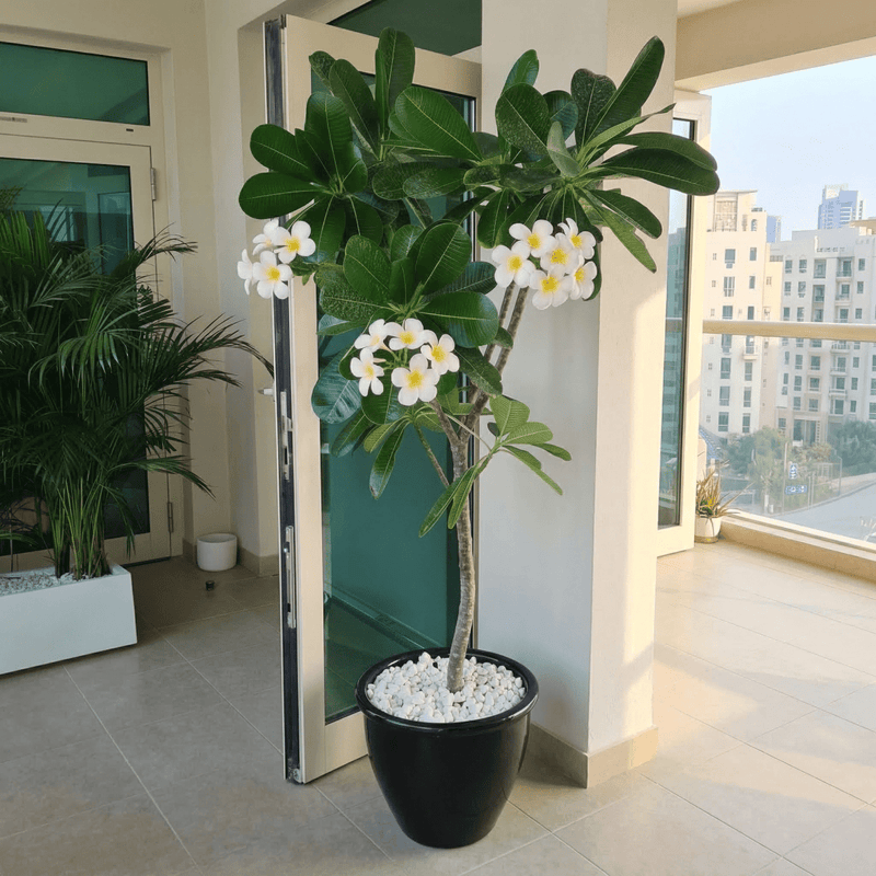 Frangipani - Temple Tree (Plumeria Obtusa) | Dubai's Waxy White Blooms! - Greensouq - 