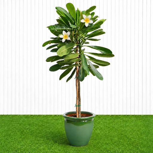 Frangipani - Temple Tree (Plumeria Obtusa) | Dubai's Waxy White Blooms! - Greensouq - outdoor