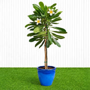Frangipani - Temple Tree (Plumeria Obtusa) | Dubai's Waxy White Blooms! - Greensouq - outdoor