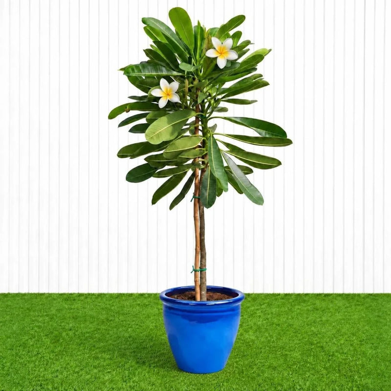 Frangipani - Temple Tree (Plumeria Obtusa) | Dubai's Waxy White Blooms! - Greensouq - outdoor