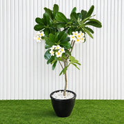 Frangipani - Temple Tree (Plumeria Obtusa) | Dubai's Waxy White Blooms! - Greensouq - outdoor