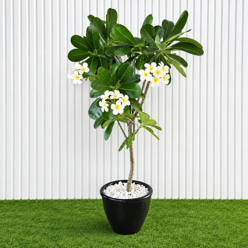 Frangipani - Temple Tree (Plumeria Obtusa) | Dubai's Waxy White Blooms! - Greensouq - outdoor