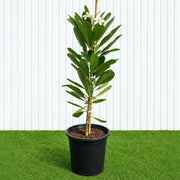 Frangipani - Temple Tree (Plumeria Obtusa) | Dubai's Waxy White Blooms! - Greensouq - outdoor