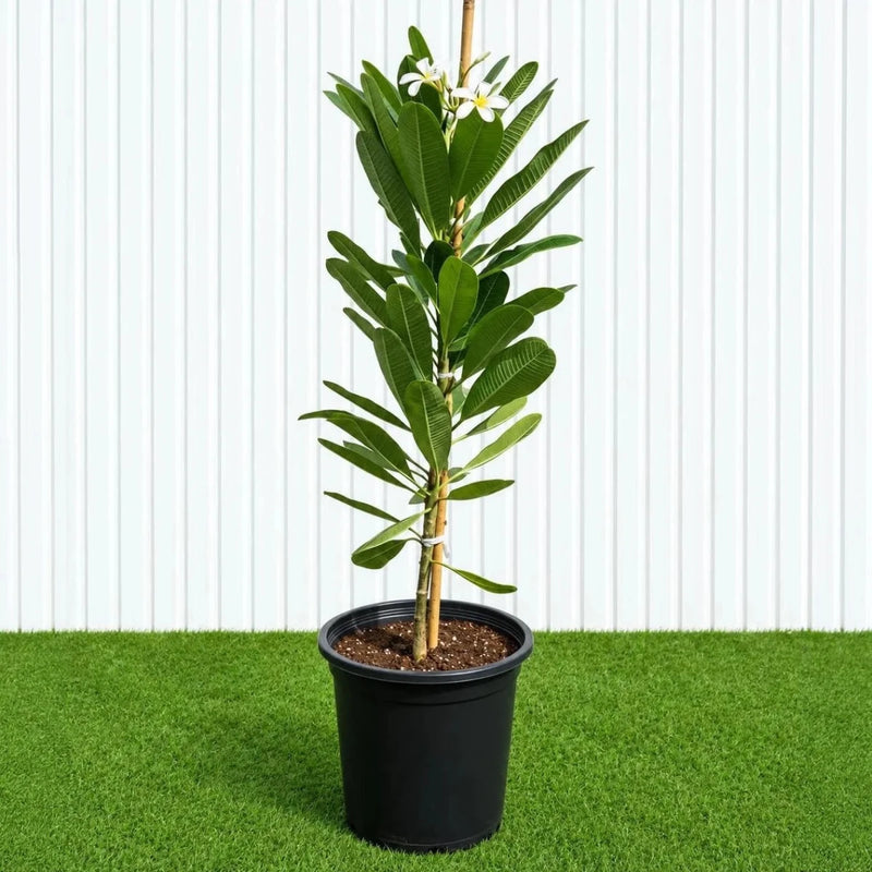 Frangipani - Temple Tree (Plumeria Obtusa) | Dubai's Waxy White Blooms! - Greensouq - outdoor