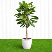 Frangipani - Temple Tree (Plumeria Obtusa) | Dubai's Waxy White Blooms! - Greensouq - outdoor