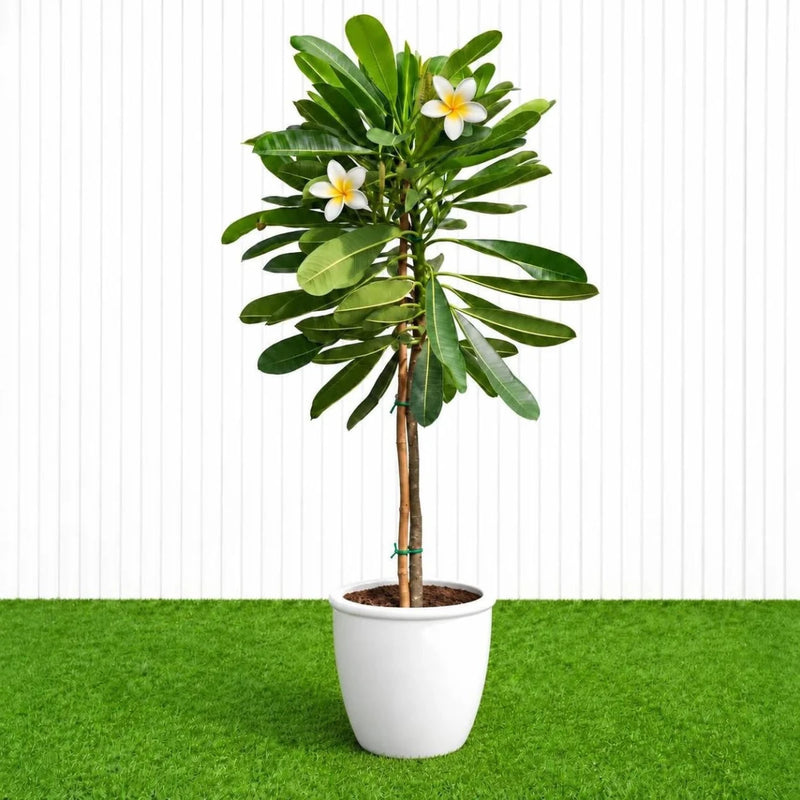 Frangipani - Temple Tree (Plumeria Obtusa) | Dubai's Waxy White Blooms! - Greensouq - outdoor