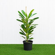 Frangipani - Temple Tree (Plumeria Obtusa) | Dubai's Waxy White Blooms! - Greensouq - outdoor