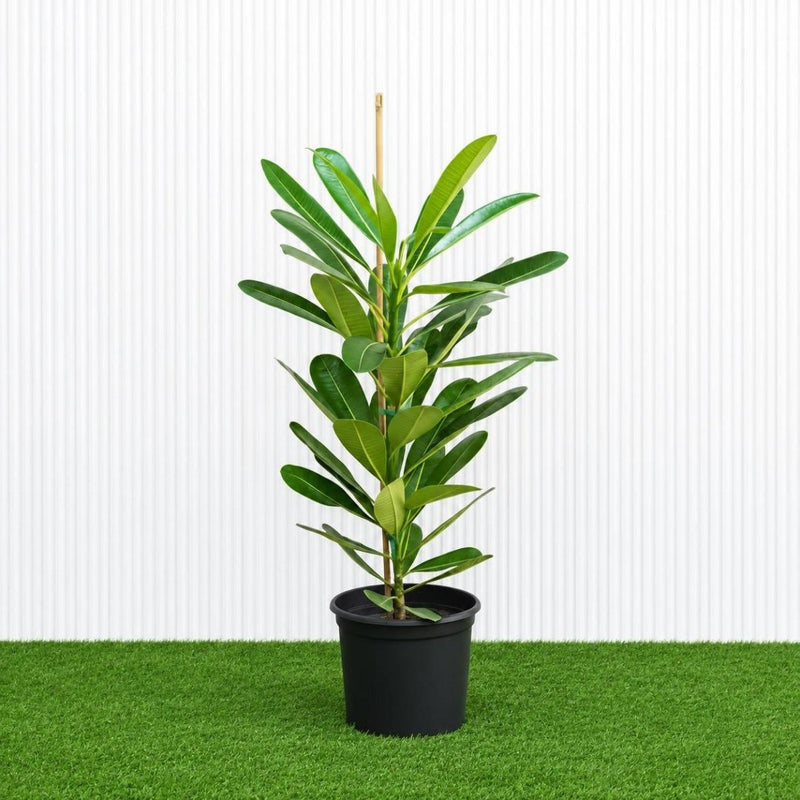 Frangipani - Temple Tree (Plumeria Obtusa) | Dubai's Waxy White Blooms! - Greensouq - outdoor