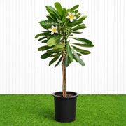 Frangipani - Temple Tree (Plumeria Obtusa) | Dubai's Waxy White Blooms! - Greensouq - outdoor