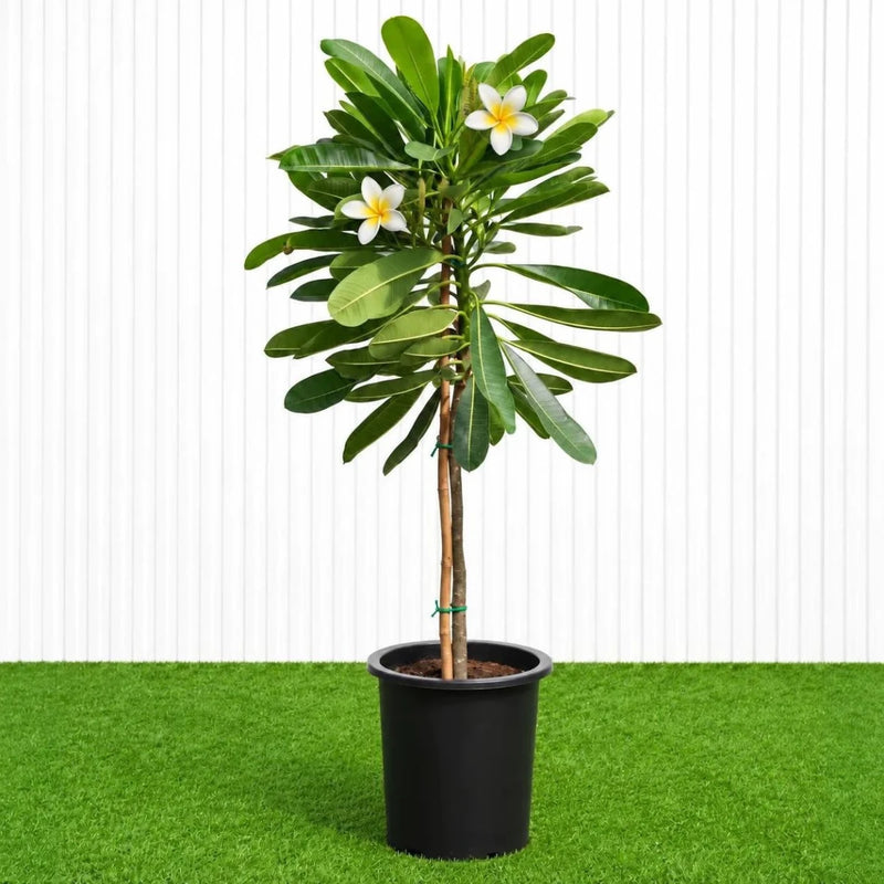 Frangipani - Temple Tree (Plumeria Obtusa) | Dubai's Waxy White Blooms! - Greensouq - outdoor