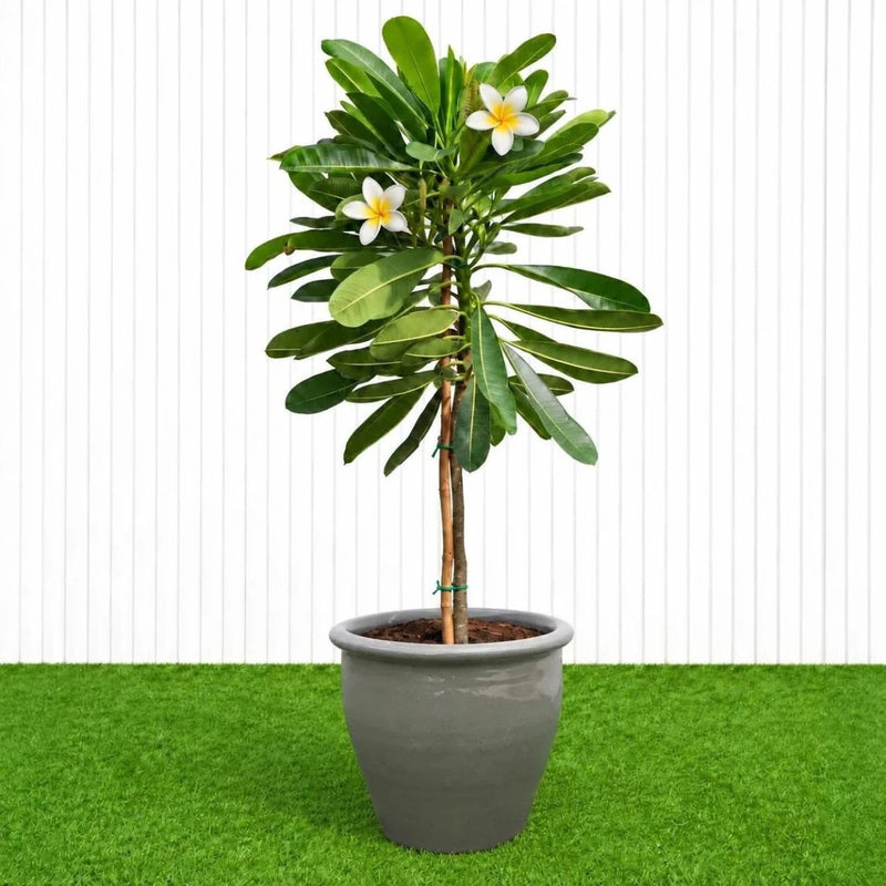 Frangipani - Temple Tree (Plumeria Obtusa) | Dubai's Waxy White Blooms! - Greensouq - outdoor