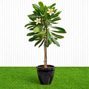 Frangipani - Temple Tree (Plumeria Obtusa) | Dubai's Waxy White Blooms! - Greensouq - outdoor