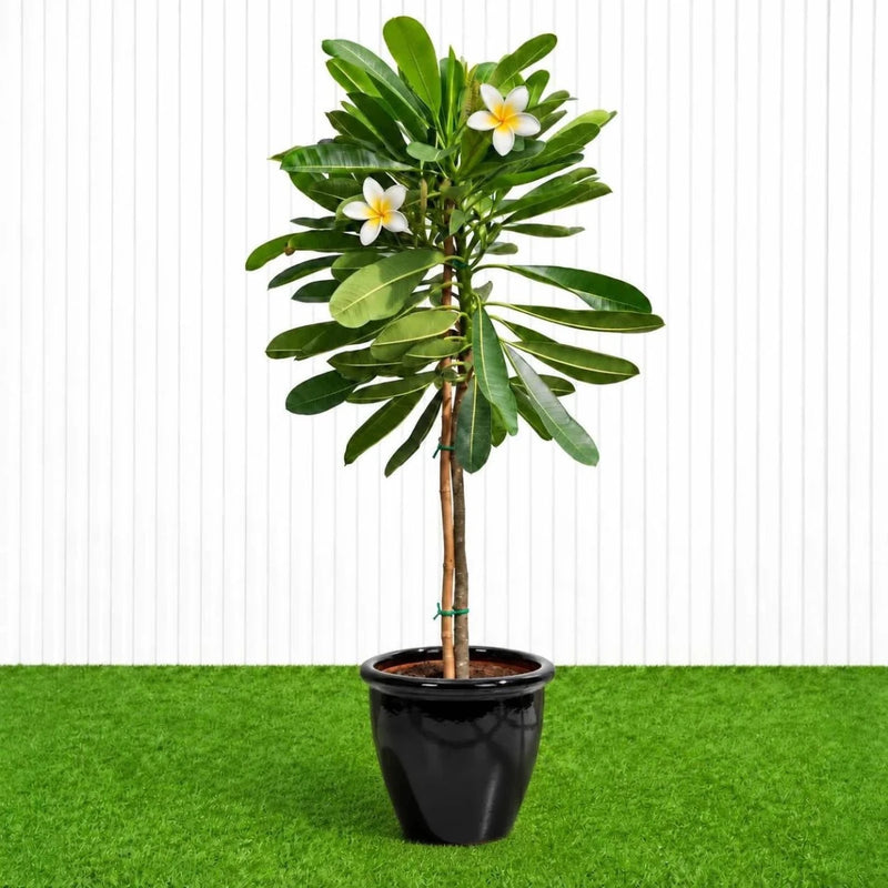 Frangipani - Temple Tree (Plumeria Obtusa) | Dubai's Waxy White Blooms! - Greensouq - outdoor
