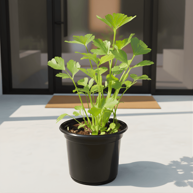 Fresh Celery (Apium Graveolens) - Crisp Potted Herb for Modern Dubai Living in V9 pot - Greensouq - 